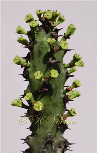  Stem with cyathial groups of threes-Male flowers withered